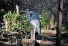 ueno_zoo_2204_mini.jpg