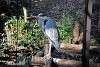 ueno_zoo_2205_mini.jpg