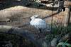 ueno_zoo_2206_mini.jpg