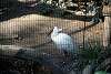 ueno_zoo_2207_mini.jpg