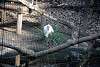 ueno_zoo_2210_mini.jpg