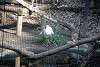 ueno_zoo_2222_mini.jpg