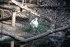 ueno_zoo_2226_mini.jpg