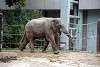 ueno_zoo_2229_mini.jpg