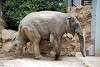 ueno_zoo_2232_mini.jpg