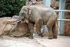 ueno_zoo_2234_mini.jpg