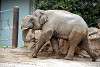 ueno_zoo_2235_mini.jpg