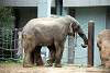 ueno_zoo_2240_mini.jpg