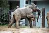 ueno_zoo_2241_mini.jpg