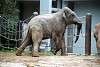 ueno_zoo_2242_mini.jpg