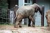 ueno_zoo_2243_mini.jpg