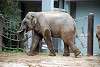 ueno_zoo_2244_mini.jpg