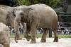 ueno_zoo_2248_mini.jpg