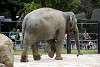 ueno_zoo_2251_mini.jpg