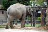 ueno_zoo_2253_mini.jpg