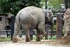 ueno_zoo_2254_mini.jpg