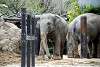 ueno_zoo_2256_mini.jpg