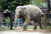 ueno_zoo_2257_mini.jpg