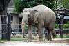 ueno_zoo_2259_mini.jpg