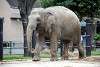 ueno_zoo_2260_mini.jpg