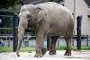 ueno_zoo_2262_mini.jpg