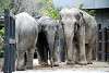 ueno_zoo_2269_mini.jpg