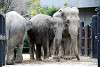 ueno_zoo_2270_mini.jpg