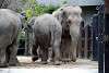ueno_zoo_2274_mini.jpg