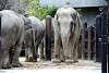 ueno_zoo_2276_mini.jpg