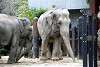 ueno_zoo_2281_mini.jpg