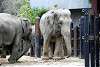 ueno_zoo_2282_mini.jpg