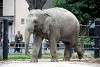 ueno_zoo_2283_mini.jpg