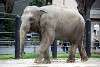 ueno_zoo_2285_mini.jpg