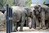 ueno_zoo_2286_mini.jpg