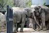 ueno_zoo_2287_mini.jpg