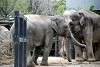 ueno_zoo_2288_mini.jpg