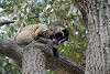 ueno_zoo_2299_mini.jpg