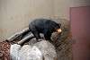 ueno_zoo_2311_mini.jpg
