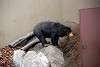 ueno_zoo_2312_mini.jpg
