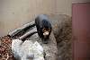 ueno_zoo_2314_mini.jpg