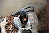 ueno_zoo_2318_mini.jpg
