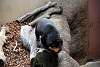 ueno_zoo_2320_mini.jpg