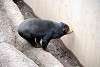 ueno_zoo_2321_mini.jpg