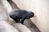 ueno_zoo_2322_mini.jpg