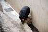 ueno_zoo_2328_mini.jpg