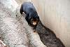 ueno_zoo_2331_mini.jpg
