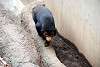 ueno_zoo_2332_mini.jpg