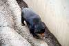 ueno_zoo_2334_mini.jpg