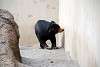 ueno_zoo_2335_mini.jpg