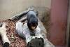 ueno_zoo_2342_mini.jpg